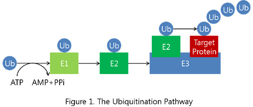 Ubiquitination Pathway